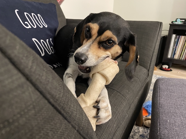 Beagle gnawing on a bone for a much bigger dog while sitting on a 'good dogs only' pillow.
