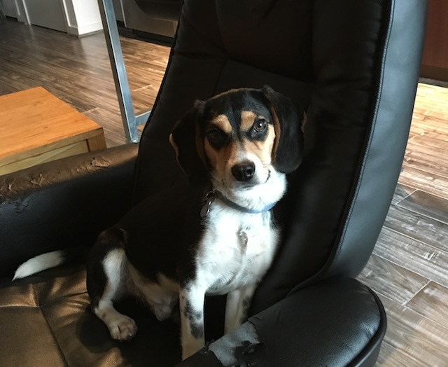 Beagle sitting in a black chair tilting his head.