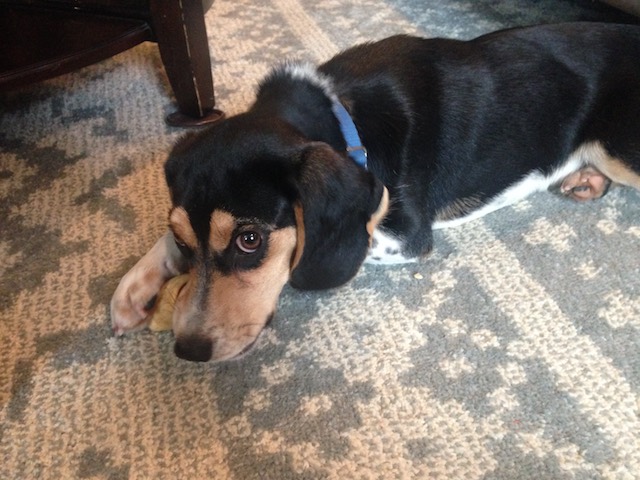 Young Ziggy chews his bone