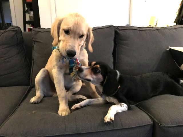 Ziggy plays tug-of-war with a golden retriever.