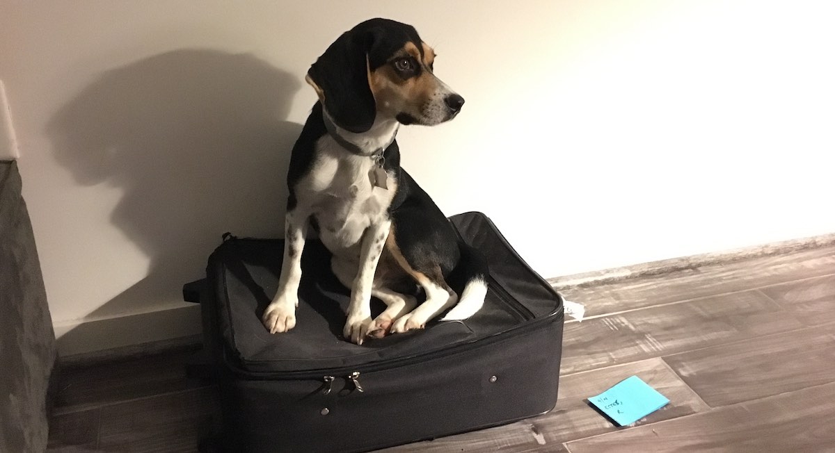Ziggy sits on a suitcase, looking prepared!
